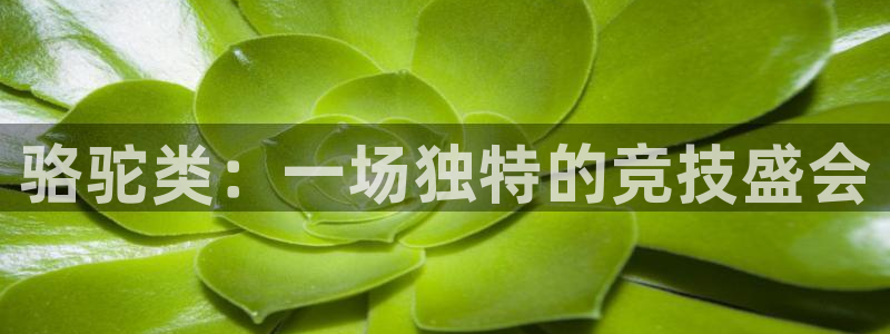 意昂2体育凯捷平台主管
